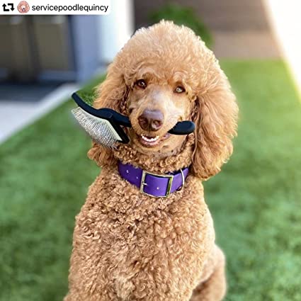 cual es el mejor cepillo para un goldendoodle